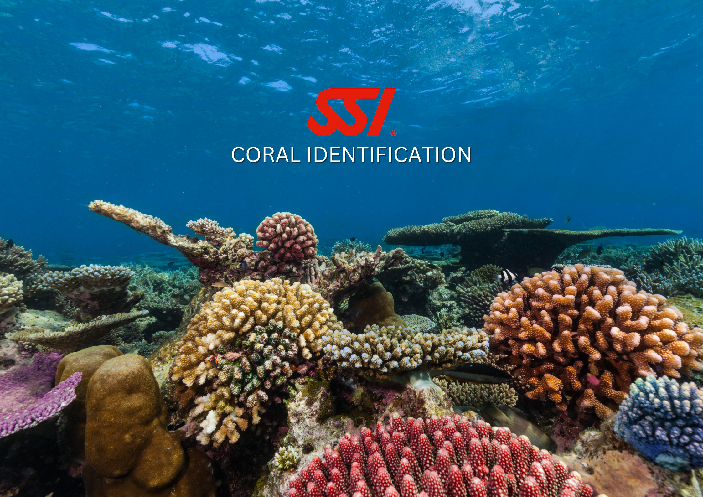Coral Identification