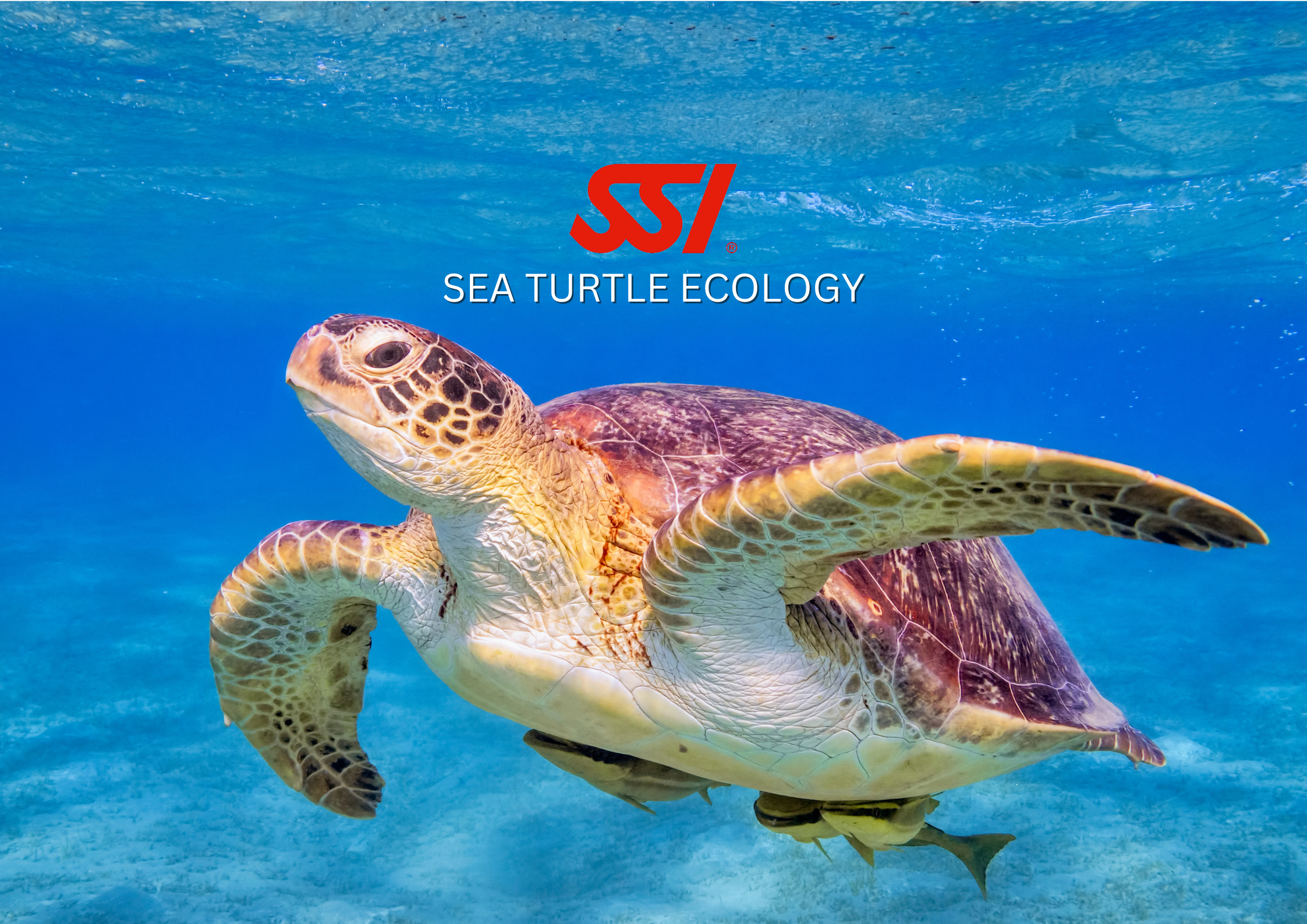 Sea Turtle Ecology
